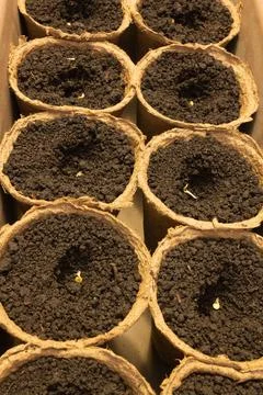 Rows of peat cups with seeds Stock Photos