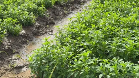 Rows of Peppermint or Mentha plants receive steady irrigation as moist soil and Stock Footage 328024776