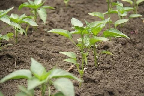 Rows of peppers in the garden Stock Photos
