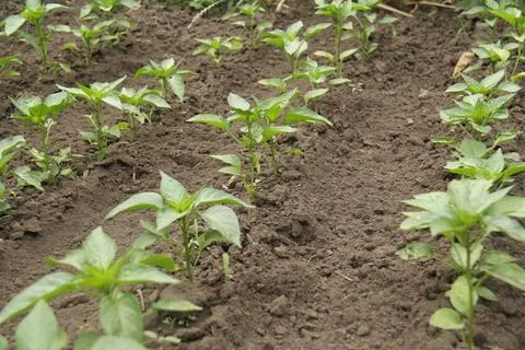 Rows of peppers in the garden Stock Photos