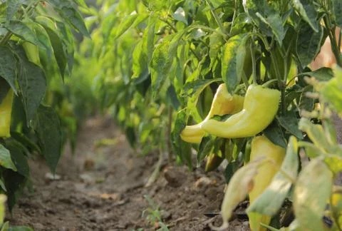 Rows of peppers growing in a field Stock Photos