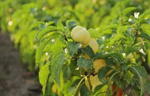Rows of peppers growing in a field Stock Photos