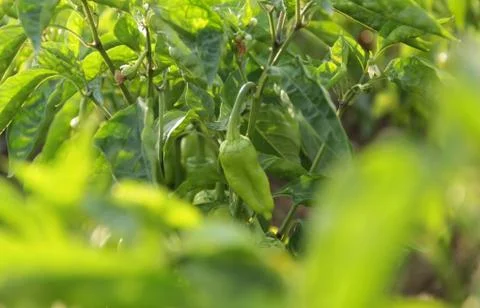 Rows of peppers growing in a field Stock Photos