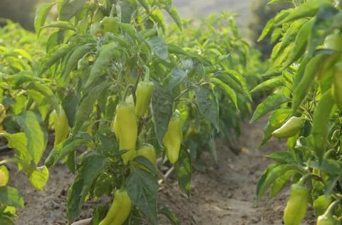 Rows of peppers growing in a field Stock Photos