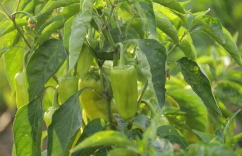 Rows of peppers growing in a field 스톡 사진