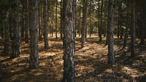 Rows of perennial pines in a pine forest Stock Footage 118061240