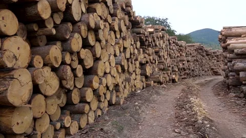 Rows of piled of logs. Cut trees along a road prepared for removal. Logging Stock Footage 146135300