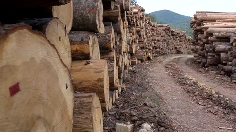 Rows of piled of logs. Cut trees along a road prepared for removal. Logging Stock Footage 146135319