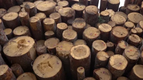 Rows of piled of logs. Cut trees along a road prepared for removal. Logging Stock Footage 146135394