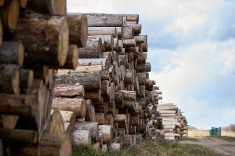 Rows of piled of logs , waiting to be processed, at a local rural lumber mill Stock-Fotos