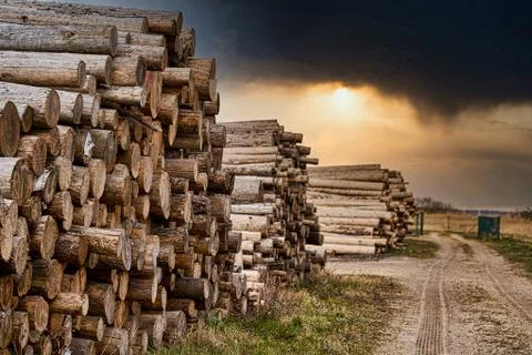 Rows of piled of logs , waiting to be processed, at a local rural lumber mill Stock-Fotos