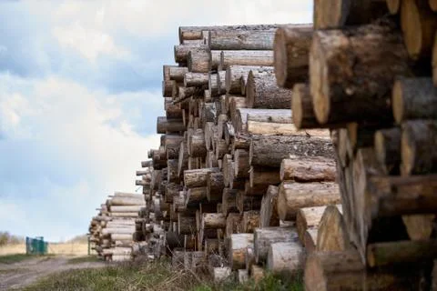 Rows of piled of logs , waiting to be processed, at a local rural lumber mill Stock Photos