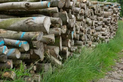 Rows of piled of logs , waiting to be processed, at a local rural lumber mill Stock Photos