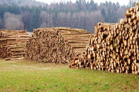 Rows of piled of logs , waiting to be processed, at a local rural lumber mi.. Foto stock