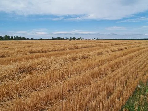 Rows of Piled Straw in a Freshly Cut Wheat Field Stock Photos