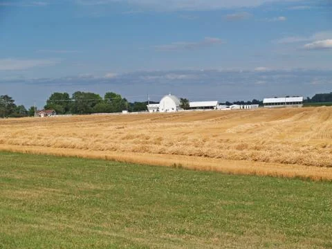 Rows of Piled Straw in a Freshly Cut Wheat Field Stock Photos