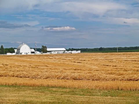 Rows of Piled Straw in a Freshly Cut Wheat Field Stock Photos