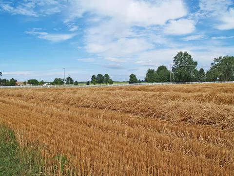 Rows of Piled Straw in a Freshly Cut Wheat Field Stock Photos