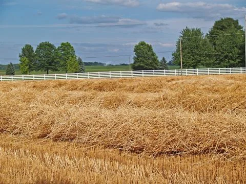 Rows of Piled Straw in a Freshly Cut Wheat Field Stock Photos