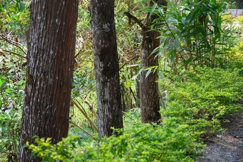 Rows of pine tree trunk , visible bark pattern, green vegetation. Stock Photos