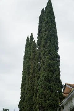 Rows of pine trees against a white cloudy sky in the background Stock Photos