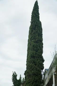 Rows of pine trees against a white cloudy sky in the background Foto stock