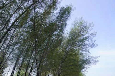 Rows of pine trees on the beach with a bright blue sky in the background Stock Photos