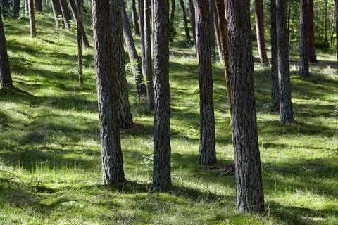 Rows of pine trees in a sunny forest on a clearing with green grass Stock Photos