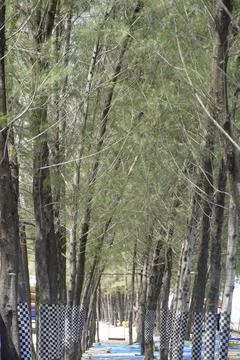 Rows of pine trees wrapped in checkered cloth and blue plastic chairs Stock Photos