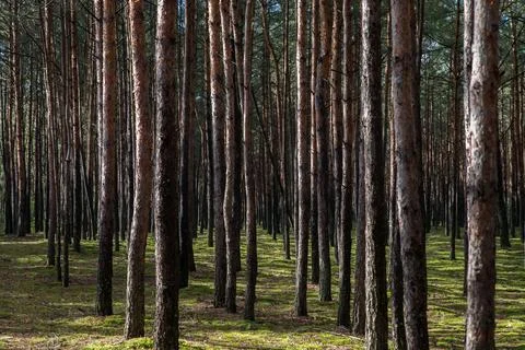 Rows of pine trunks in a forest with bright sun spots. Foto stock