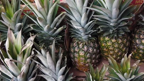 Rows of pineapples in the grocery market. Stock Footage 202883425