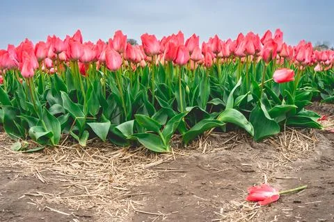 Rows of pink tulips in The Netherlands, During Spring. Stock Photos