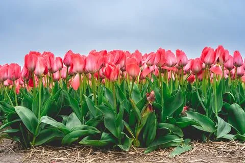 Rows of pink tulips in The Netherlands, During Spring. Stock Photos