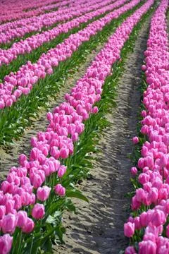Rows of pink tulips in spring Stock Photos