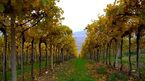 Rows of pinot noir grapes ready to be picked in vineyard. Stock Footage 91950228