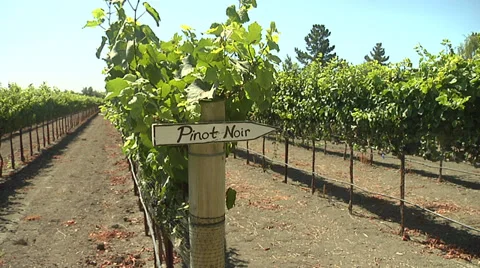 Rows of Pinot Noir Wine Grape Vines Stock Footage 35796409