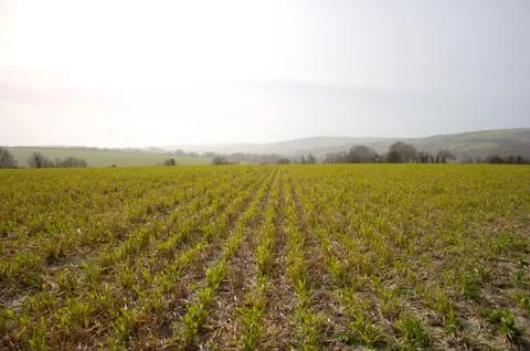 In rows planted grain plants on an acre in South England. Stock Photos