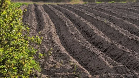 Rows of planted potatoes or other crops in the garden. Stock Footage 188437086