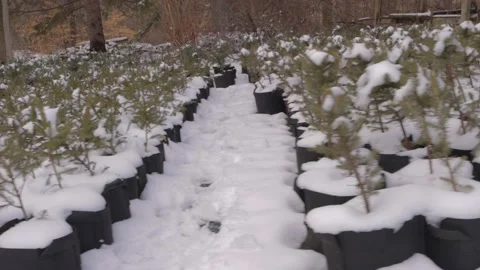 Rows of Planted Trees Covered in Snow Vídeo Stock 234431910