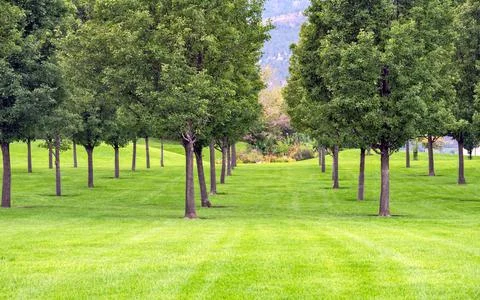 Rows of planted trees over green lawn in the park Foto stock