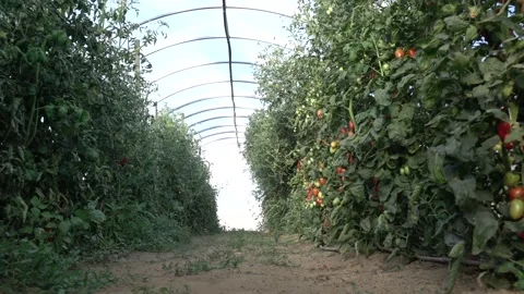 Rows of plants with bunches of cherry tomatoes in grown in greenhouses Stock Footage 154647824