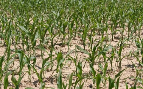Rows of plants in a corn field with arid terrain Stockfoto's