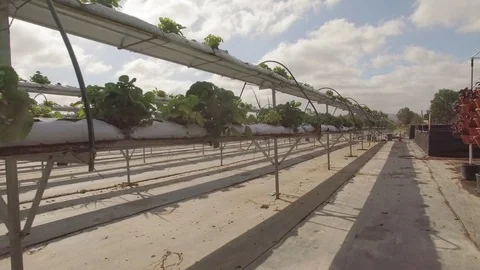 Rows of plants at farm and garden growing hydroponically drone shot  Stock Footage 84143785