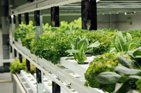 Rows of plants on a farm grown by the method of hydroponics with ventilation Stock Photos