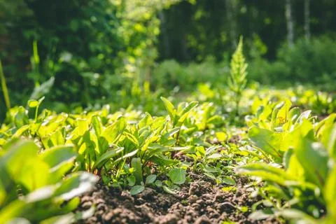 Rows of plants in the garden Stock Photos