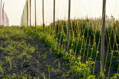 Rows of Plants Growing in a Field With Support Poles and Strings During the.. Stock Photos