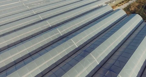 Rows of plants growing inside big industrial greenhouse. Industrial agriculture. Stock Footage 97104636