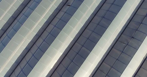 Rows of plants growing inside big industrial greenhouse. Industrial agriculture Stock Footage 97104739
