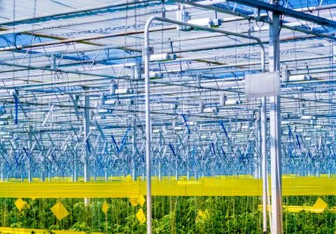 Rows of plants growing inside big industrial greenhouse. Stock Photos