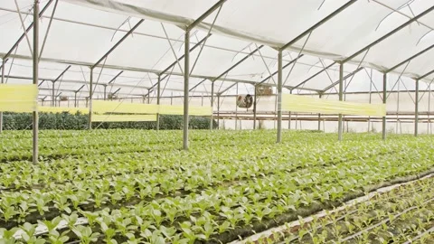 Rows of plants growing inside a large gr... | Stock Video | Pond5